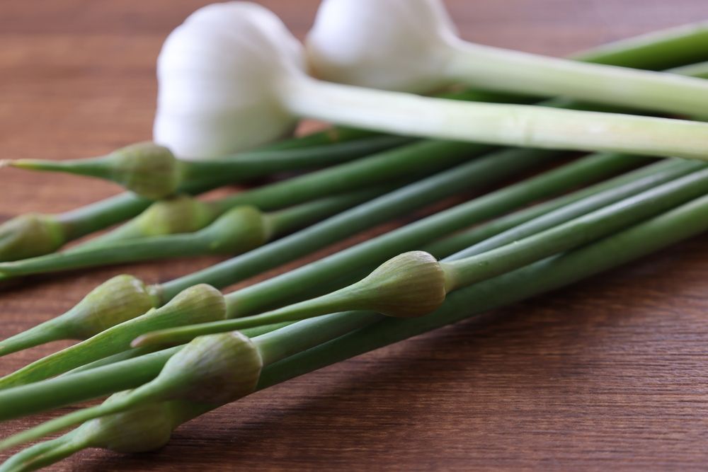 Возрождение чеснока: как обновить посадочный материал