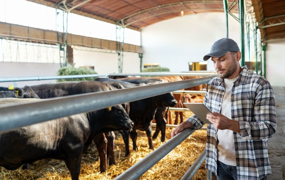 Господдержка мясного скотоводства в 2026 году: новые правила и возможности для фермеров