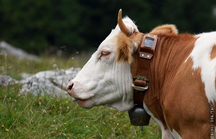 Большой брат для скота: GPS-ошейник в помощь фермеру
