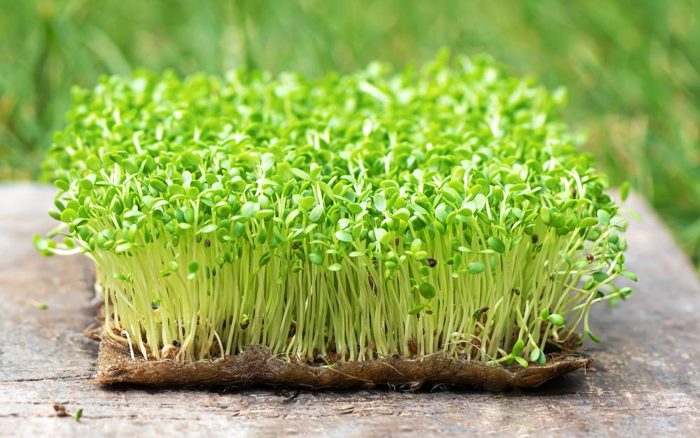 Как выращивать микрозелень на гидропонике: от семечка до готовой продукции