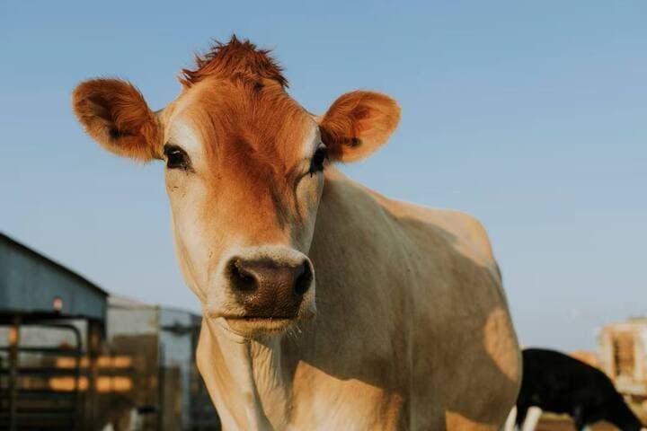 Пастбищный мясной скот: топ 6 болезней и способы их лечения