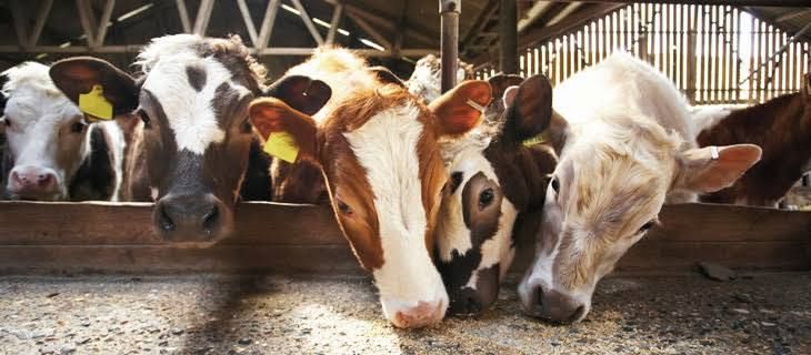 Предупредить дешевле: диагностика лейкоза у коров