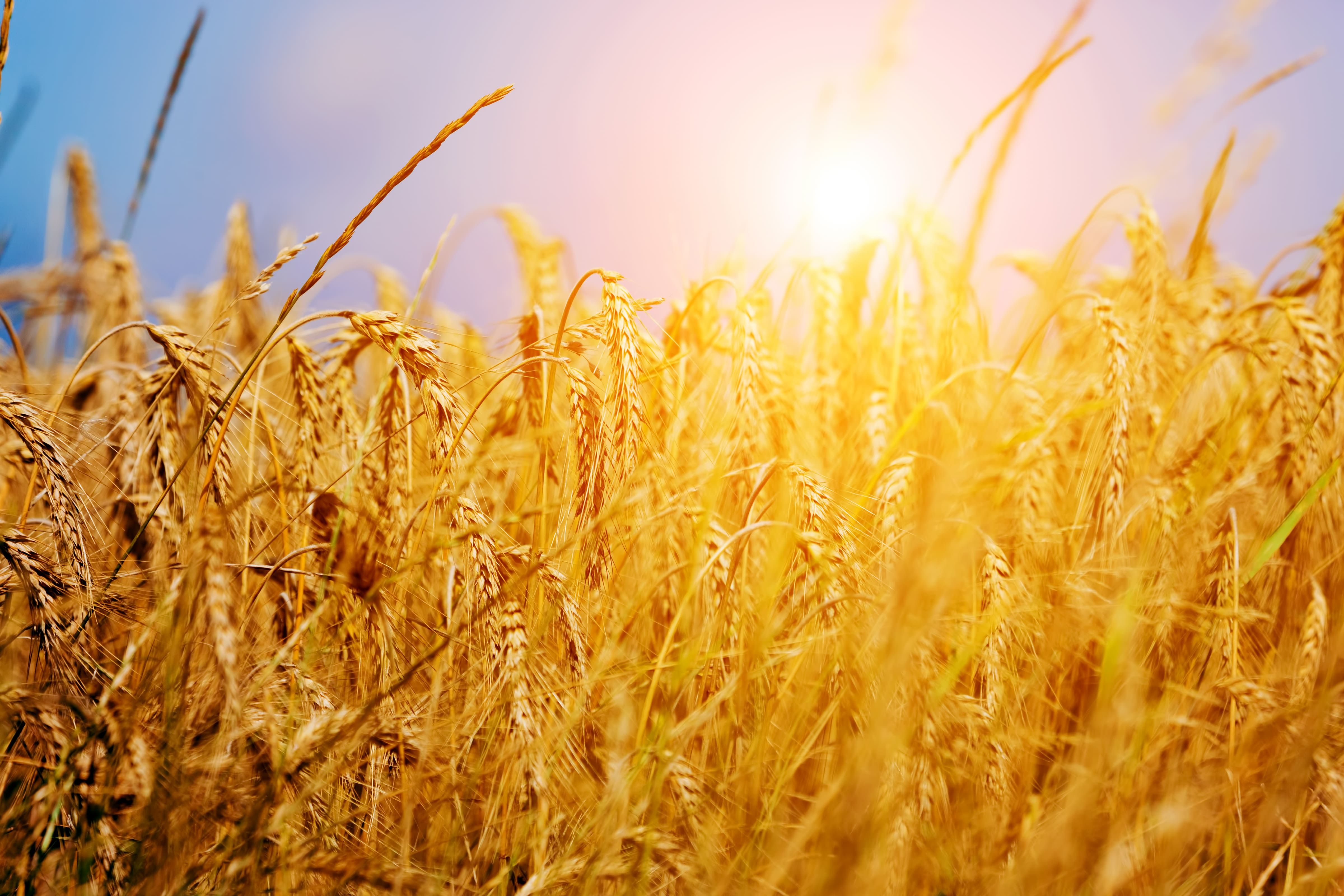 В тишине полей наливаются золотом колосья. Пшеничное поле. Золотистая пшеница. Пшеница фон. Золотистая рожь.
