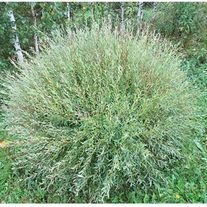 Ива пурпурная, Нана (3лет)