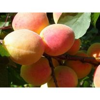 Абрикос "Сюрприз"