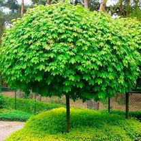 Клен остролистный