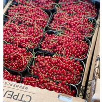 Красная смородина