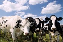 Ярки до 1 года