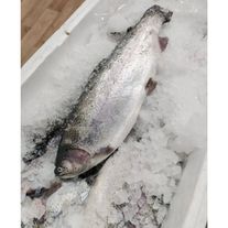 Форель радужная