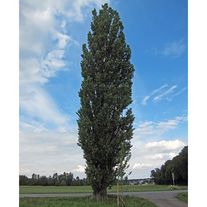 Тополь черный пирамидальный Италика (ком) 2,5-3 м