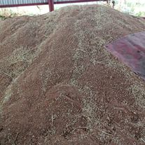 Пшеница "Донская Степь", элита