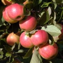 Яблоня, Маяк Загорья (ЗКС 2лет) V15л