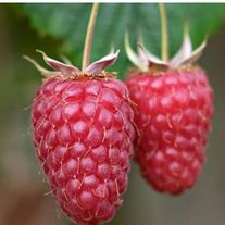 Малина, Гусар (ЗКС) V3л