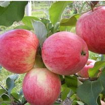 Яблоня, Штрейфлинг (ЗКС 2лет) V15л