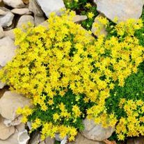 Седум(очиток), Едкий (ЗКС)V1л