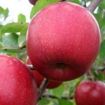 Яблоня, Вишневая (ЗКС 2лет) V15л