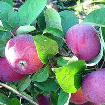 Яблоня, Орлик (ЗКС 2лет) V 15л