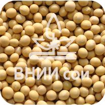 Соя Китросса