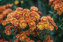 Хризантема мелкоцветковая «Ириска» (селекция бот.сада)