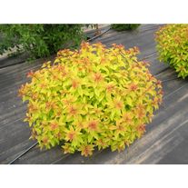 Спирея японская