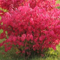 Бересклет европейский, (ЗКС 1лет) V2л