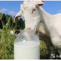 Молоко козье