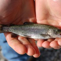 Малек форели