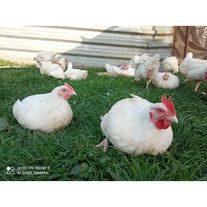 Мясо бройлера