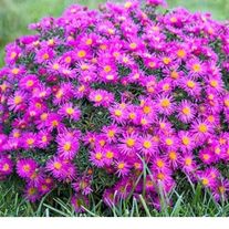 Астра кустарниковая, Аннеке