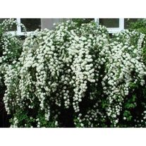 Спирея "Вангутта"