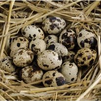 Яйцо перепелиное