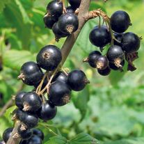 Черная Смородина