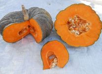 Тыква Лазурная