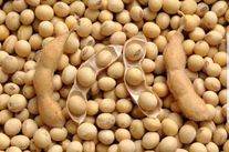 Соя СибНИИК 315, с/э