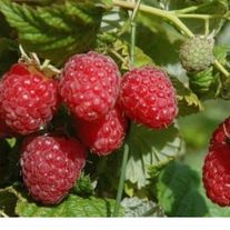 Малина, Метеор (ЗКС) V3л