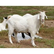 Мелкий рогатый скот - Козы