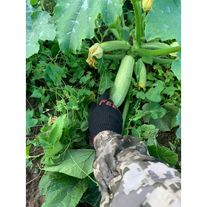 Кабачок свежий