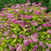 Спирея японская, Голден Принцесс (3лет)