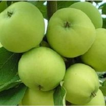 Яблоня, Папировка 1лет