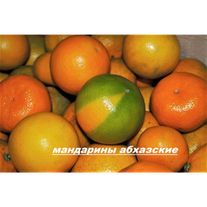 Мандарины абхазские
