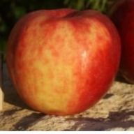 Яблоня, Подарок Графскому (ЗКС 2лет) V15л