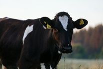 Голштинская нетель