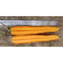 Морковь мытая