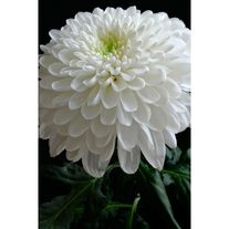 Хризантема