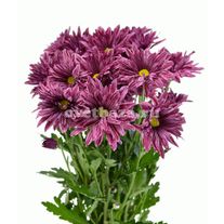 Кустовая хризантема