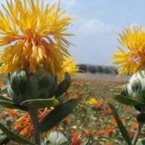 Семена сафлора