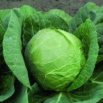 Капуста белокочанная