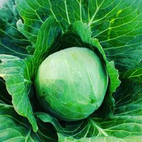Капуста белокочанная поздняя
