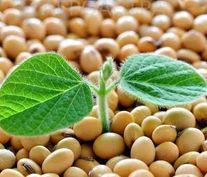 Соя "Скульптор", РС1