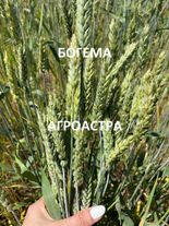 Семена пшеницы озимой Богема